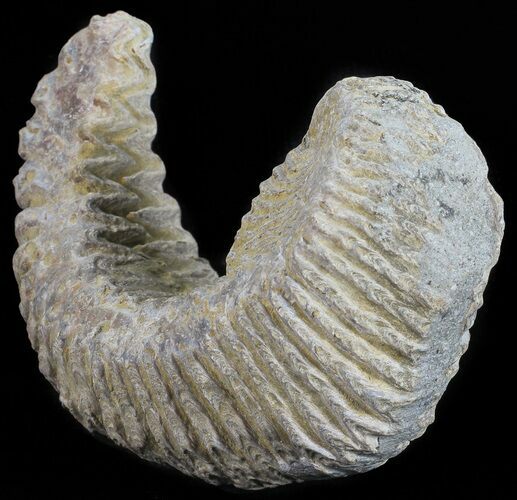 Cretaceous Fossil Oyster (Rastellum) - Madagascar #54451